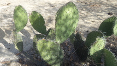Opuntia bravoana
