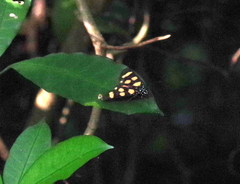 Heraclia africana
