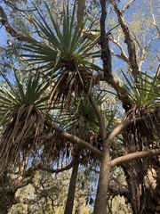 Pandanus brookei