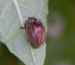 Epilachna callangae
