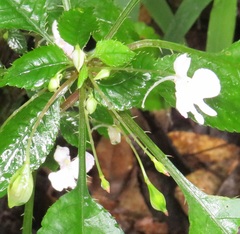 Impatiens hochstetteri