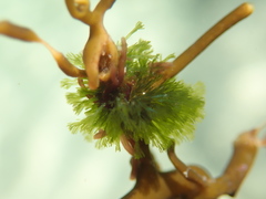 Apjohnia laetevirens