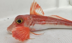 Chelidonichthys cuculus