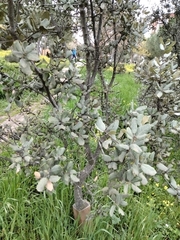 Quercus rotundifolia