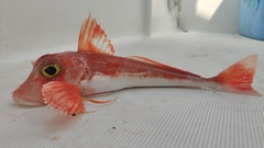 Chelidonichthys cuculus