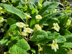 Primula vulgaris