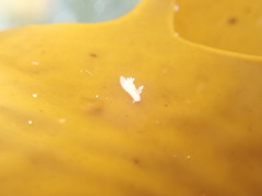 Ancula mapae