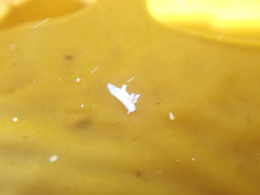 Ancula mapae