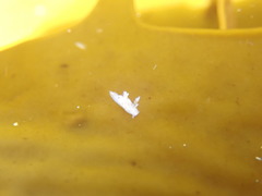 Ancula mapae