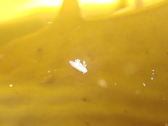 Ancula mapae