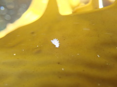 Ancula mapae