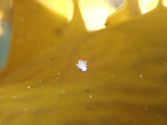 Ancula mapae