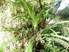 Pitcairnia fusca