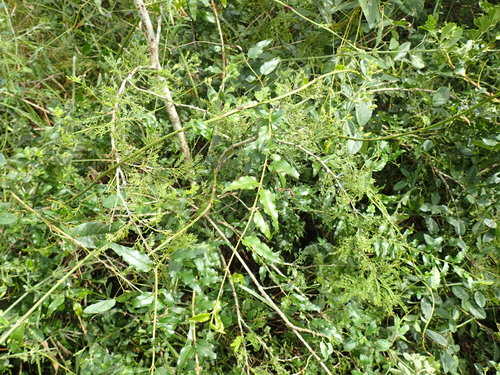 Capparis fascicularis (Capparis fascicularis)