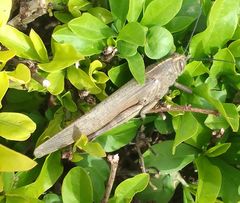 Anacridium aegyptium