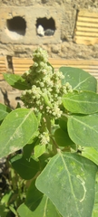 Chenopodium vulvaria