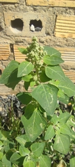 Chenopodium vulvaria