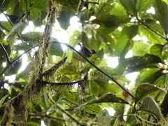 Euphonia xanthogaster