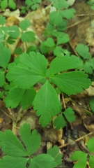 Anemonoides quinquefolia