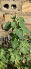 Chenopodium vulvaria