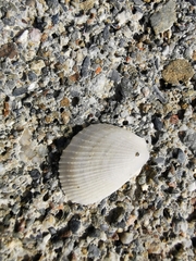 Limaria tuberculata