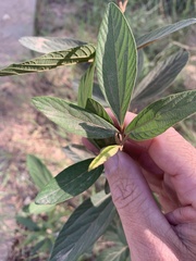 Flemingia parviflora