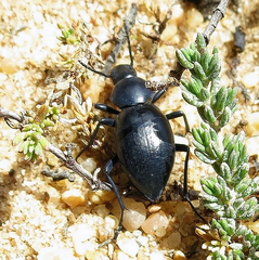 Tentyria sinuaticollis