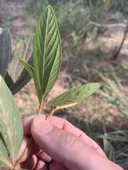Flemingia parviflora