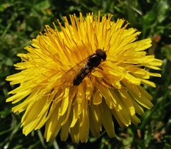 Melanostoma mellinum