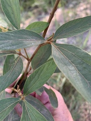 Flemingia parviflora