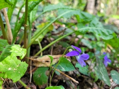 Viola reichenbachiana