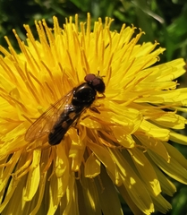 Melanostoma mellinum