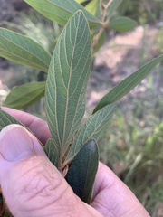 Flemingia parviflora