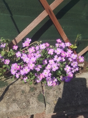 Phlox roemeriana