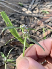 Spermacoce brachystema