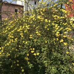 Jasminum primulinum