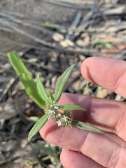Spermacoce brachystema
