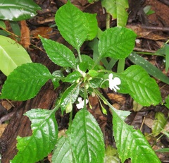 Impatiens hochstetteri