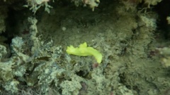 Notodoris citrina