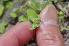 Euphorbia innocua