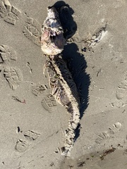 Phocoena phocoena