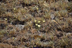 Festuca indigesta
