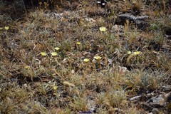Festuca indigesta