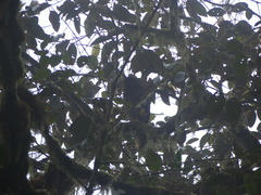 Micrastur semitorquatus