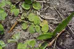 Euphorbia innocua