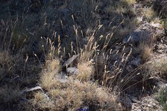 Festuca indigesta