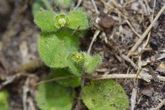 Euphorbia innocua