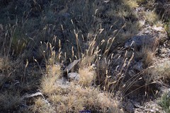 Festuca indigesta
