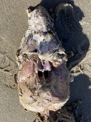 Phocoena phocoena