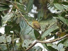 Myiophobus flavicans